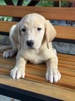 Delilah , a female Labrador Retriever for sale in Hardwick, MA – 2 of 2