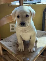 Tutti, a female Labrador Retriever for sale in Hardwick, MA – 2 of 2