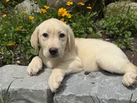 Tillie, a female Labrador Retriever for sale in Hardwick, MA – 3 of 3
