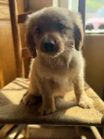 Regis, a male Miniature Golden Retriever for sale in Hardwick, MA – 3 of 3