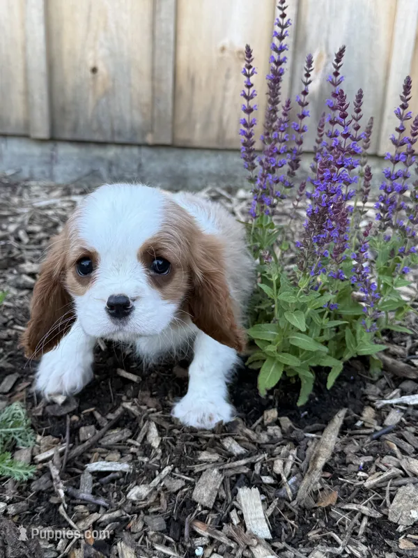 Manny – Cavalier King Charles Spaniel puppy for sale in Hardwick, MA