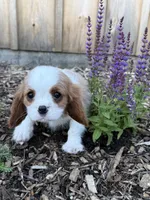 Manny, a male Cavalier King Charles Spaniel for sale in Hardwick, MA – 1 of 5