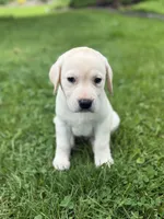 Waylon , a male Labrador Retriever for sale in Hardwick, MA – 3 of 6