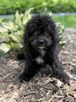 Eden, a male Miniature Goldendoodle for sale in Hardwick, MA – 3 of 3