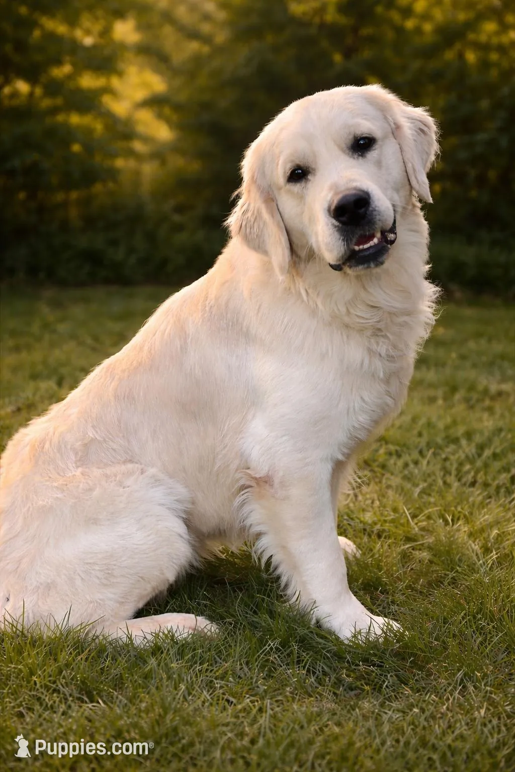 Tairn, a male Golden Retriever for sale in Hardwick, MA – Photo 4 of 4