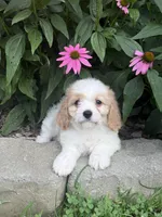 Izzie, a female Cavachon for sale in Hardwick, MA – 2 of 3