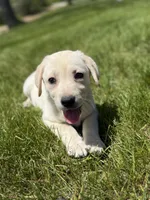 Luna, a female Labrador Retriever for sale in Hardwick, MA – 4 of 5