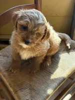 Nelson, a male Miniature Goldendoodle for sale in Hardwick, MA – 2 of 3