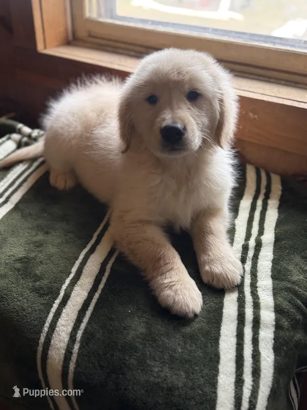 Jonah – Golden Retriever puppy for sale in Hardwick, MA