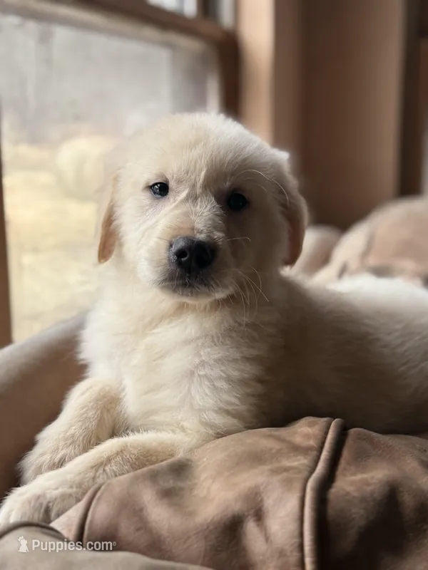Mollie – Golden Retriever puppy for sale in Hardwick, MA