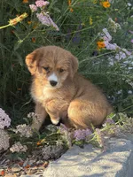 Mira , a female Shiba Inu and Miniature Goldendoodle for sale in Hardwick, MA – 2 of 3