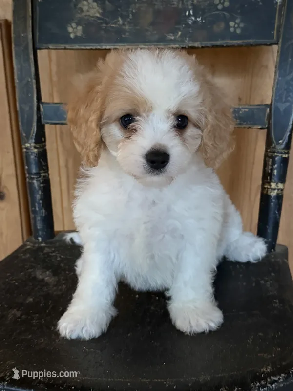 Izzie – Bichon Frise, Cavalier King Charles Spaniel puppy for sale in Hardwick, MA