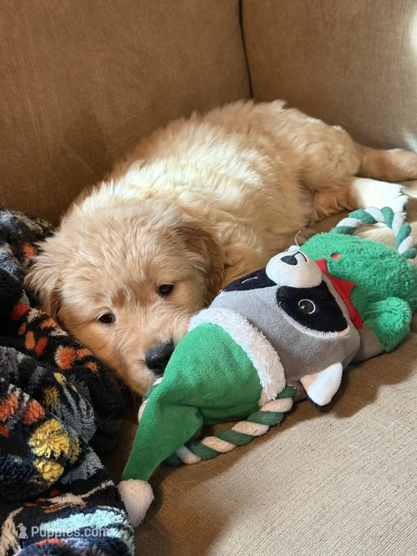 Binny  – Golden Retriever puppy for sale in Hardwick, MA