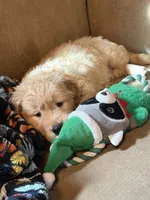 Binny , a male Golden Retriever for sale in Hardwick, MA – 1 of 2