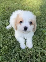 Blake, a male Cavachon for sale in Hardwick, MA – 2 of 2