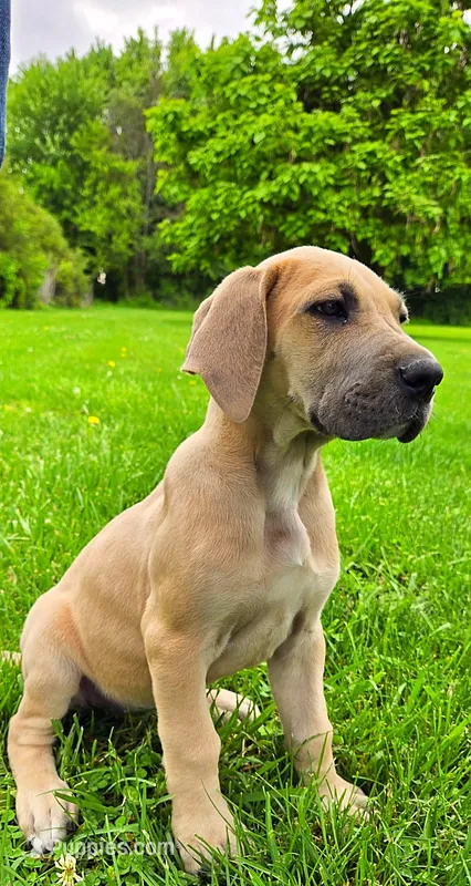 Fawn Girl – Great Dane puppy for sale in Warren, IN