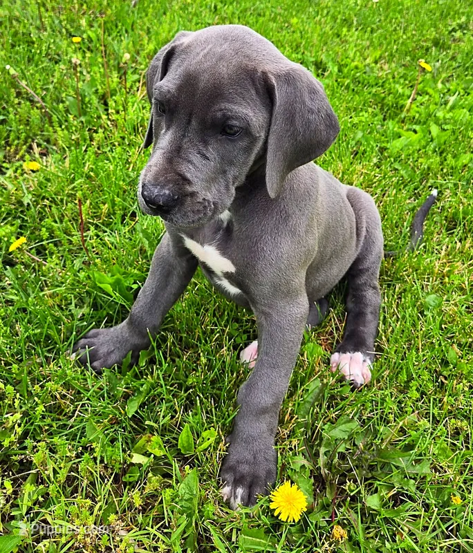 Blue Girl 3 – Great Dane puppy for sale in Warren, IN