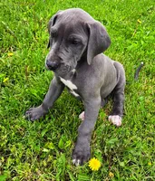 Blue Girl 3, a female Great Dane for sale in Warren, IN – 1 of 2