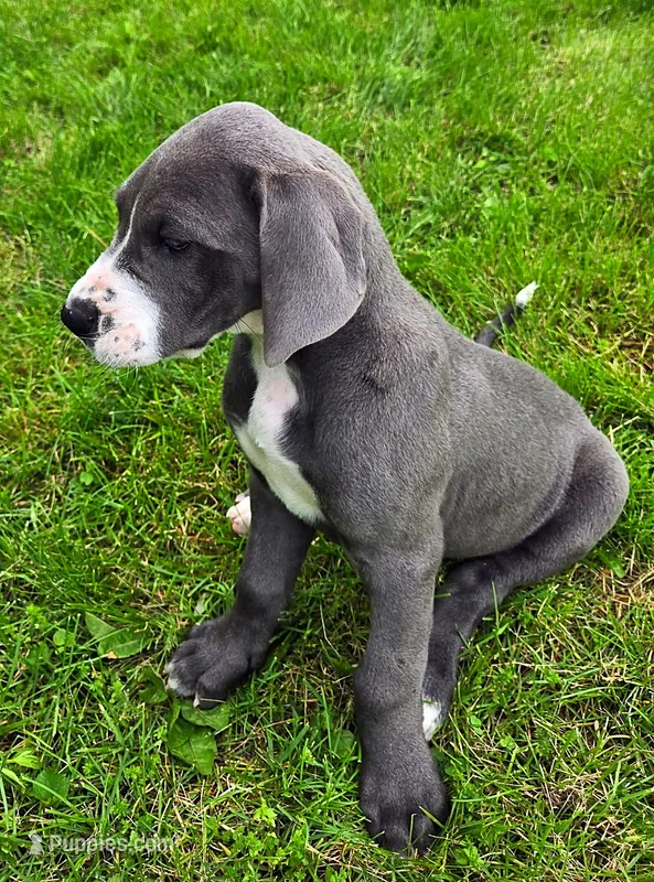Blue girl 2 – Great Dane puppy for sale in Warren, IN