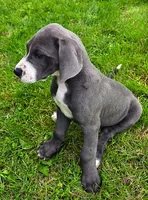 Blue girl 2, a female Great Dane for sale in Warren, IN – 1 of 1