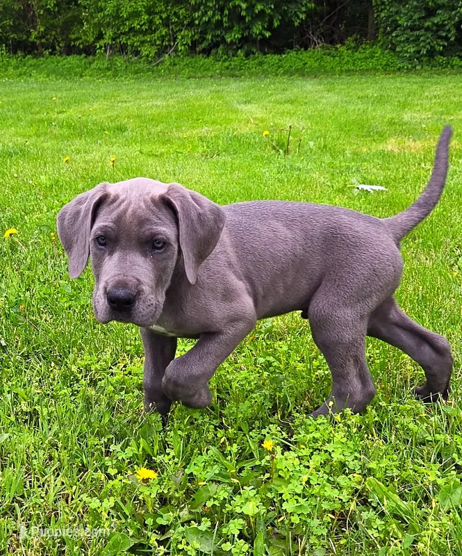 Blue Boy, a male Great Dane for sale in Warren, IN – 1 of 1
