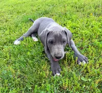 Blue Girl 3, a female Great Dane for sale in Warren, IN – 2 of 2