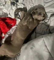 Blue Girl 4, a female Great Dane for sale in Warren, IN – 2 of 2