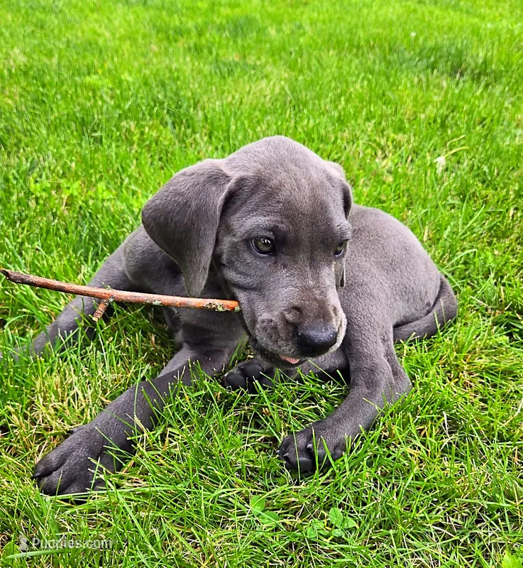 Blue girl 1 – Great Dane puppy for sale in Warren, IN