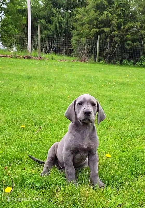 Blue Girl 4 – Great Dane puppy for sale in Warren, IN