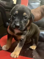 Nike, a male American Bully and Labrador Retriever for sale in Stone Mountain, GA – 2 of 9