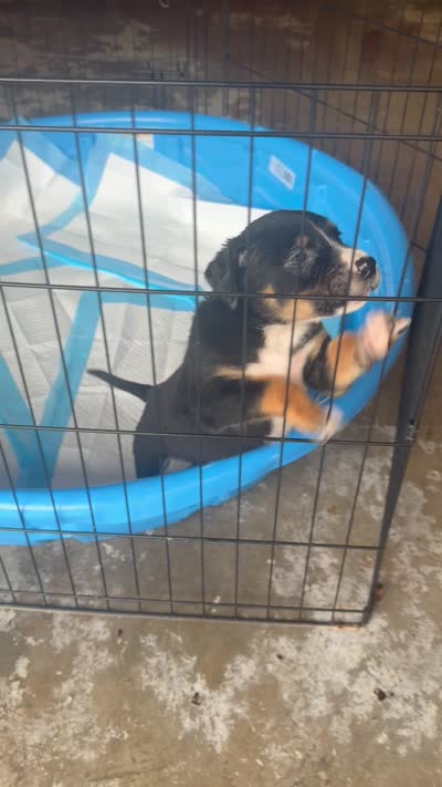 Zeus, a male American Bully and Labrador Retriever for sale in Atlanta, GA – 7 of 7