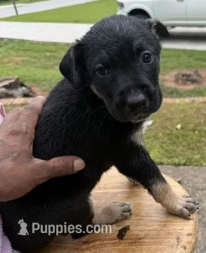 Atlas – American Bully, Labrador Retriever puppy for sale in Stone Mountain, GA