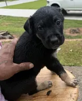 Atlas, a male American Bully and Labrador Retriever for sale in Stone Mountain, GA – 1 of 7