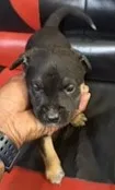 Atlas, a male American Bully and Labrador Retriever for sale in Stone Mountain, GA – 3 of 7