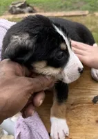 Hermes, a male American Bully and Labrador Retriever for sale in Stone Mountain, GA – 2 of 5
