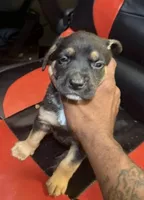 Nike, a male American Bully and Labrador Retriever for sale in Stone Mountain, GA – 5 of 9