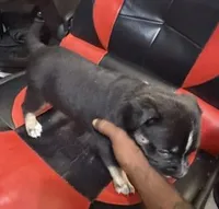 Zeus, a male American Bully and Labrador Retriever for sale in Atlanta, GA – 4 of 7