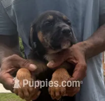 Nike – American Bully, Labrador Retriever puppy for sale in Stone Mountain, GA