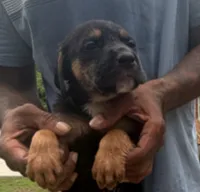 Nike, a male American Bully and Labrador Retriever for sale in Stone Mountain, GA – 1 of 9