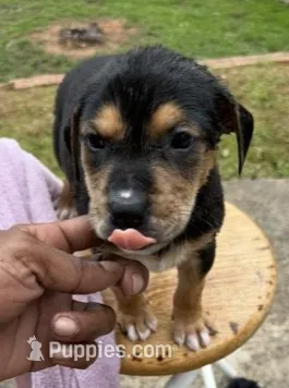 Apollo – American Bully, Labrador Retriever puppy for sale in Stone Mountain, GA