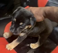Nike, a male American Bully and Labrador Retriever for sale in Stone Mountain, GA – 6 of 9