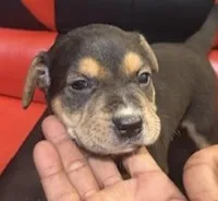 Apollo, a male American Bully and Labrador Retriever for sale in Stone Mountain, GA – 4 of 9