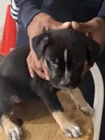 Medusa, a female American Bully and Labrador Retriever for sale in Stone Mountain, GA – 4 of 7
