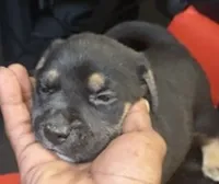 Nike, a male American Bully and Labrador Retriever for sale in Stone Mountain, GA – 4 of 9