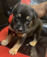 Nike, a male American Bully and Labrador Retriever for sale in Stone Mountain, GA – 7 of 9