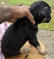 Atlas, a male American Bully and Labrador Retriever for sale in Stone Mountain, GA – 2 of 7