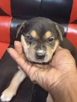 Apollo, a male American Bully and Labrador Retriever for sale in Stone Mountain, GA – 7 of 9