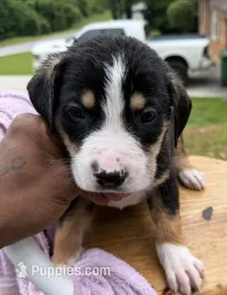 Hermes – American Bully, Labrador Retriever puppy for sale in Stone Mountain, GA