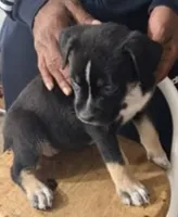 Medusa, a female American Bully and Labrador Retriever for sale in Stone Mountain, GA – 3 of 7