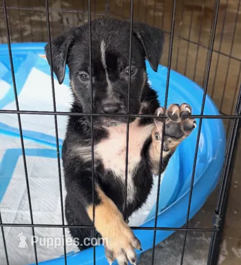 Medusa – American Bully, Labrador Retriever puppy for sale in Stone Mountain, GA